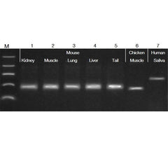 Accuris Fast Extraction PCR Kit Sample 16 reactions