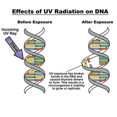 MTC Bio P5590، ماصة UV من nUVaClean، مع مصباح UV مبيد للجراثيم، 115 فولت